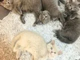 British Shorthair 2 Aylık Yavrular