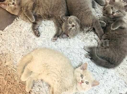 British Shorthair 2 Aylık Yavrular görsel