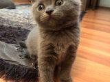 British Shorthair 2 Aylık Yavrular