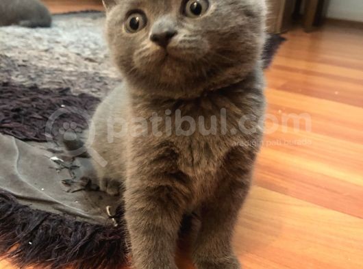 British Shorthair 2 Aylık Yavrular görsel