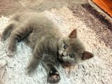 British Shorthair 2 Aylık Yavrular