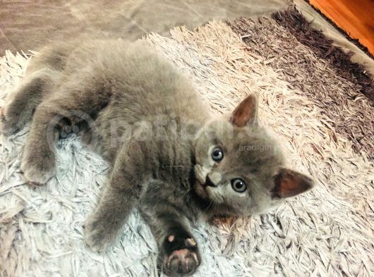 British Shorthair 2 Aylık Yavrular görsel