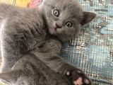 British Shorthair 2 Aylık Yavrular