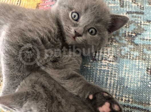 British Shorthair 2 Aylık Yavrular görsel