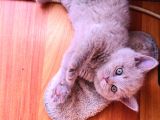 British Shorthair 2 Aylık Yavrular