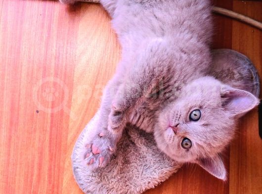 British Shorthair 2 Aylık Yavrular görsel