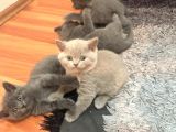 British Shorthair 2 Aylık Yavrular