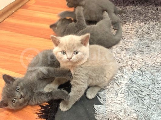 British Shorthair 2 Aylık Yavrular görsel