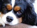 Kraliyet Köpeği Cavailer King Charles Yavruları
