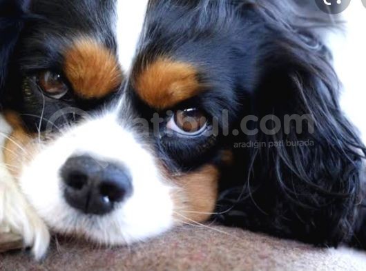 Kraliyet Köpeği Cavailer King Charles Yavruları görsel