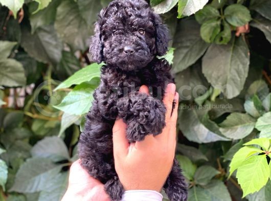 Black Siyah Dişi Toy Poodle Yavrularımız görsel