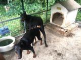 Mükemmel Doberman Yavrularımız