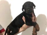 Mükemmel Doberman Yavrularımız