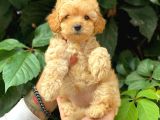 Sevimli Toy Poodle Apricot Yavrularımız
