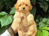 Sevimli Toy Poodle Apricot Yavrularımız