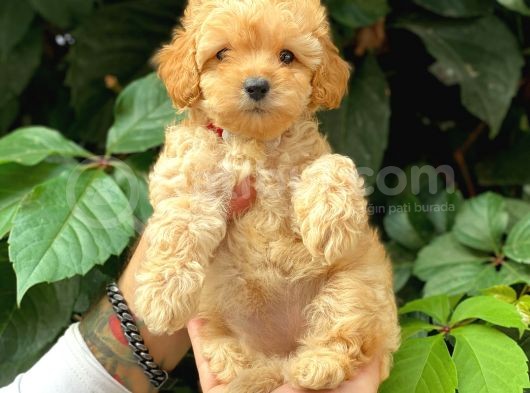 Sevimli Toy Poodle Apricot Yavrularımız görsel