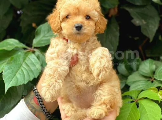 Sevimli Toy Poodle Apricot Yavrularımız