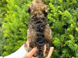 Özel Renk Phantom Toy Poodle Yavrularım
