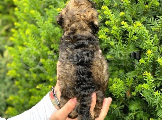 Özel Renk Phantom Toy Poodle Yavrularım görsel