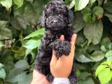 Black Siyah Dişi Toy Poodle Yavrularımız