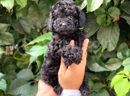 Black Siyah Dişi Toy Poodle Yavrularımız görsel
