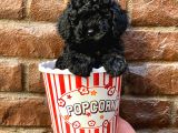 Siyah Black Dişi Toy Poodle Yavrularımız