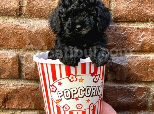 Siyah Black Dişi Toy Poodle Yavrularımız görsel