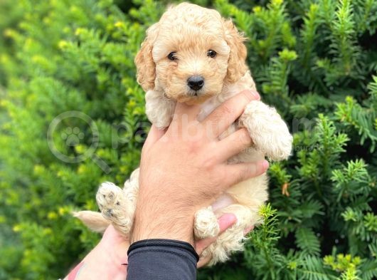 Toy Poodle Apricot Yavrularımız görsel