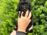Siyah Black Dişi Toy Poodle Bebeklerimiz