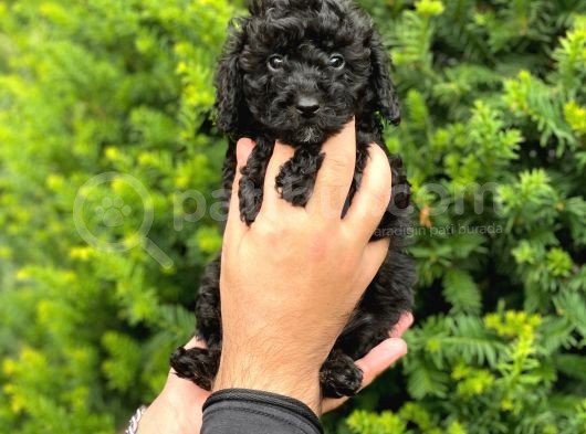 Siyah Black Dişi Toy Poodle Bebeklerimiz görsel