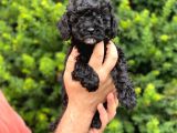 Siyah Black Dişi Toy Poodle Bebeğimiz