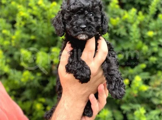 Siyah Black Dişi Toy Poodle Bebeğimiz
