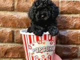 Siyah Black Dişi Toy Poodle Yavrularımız