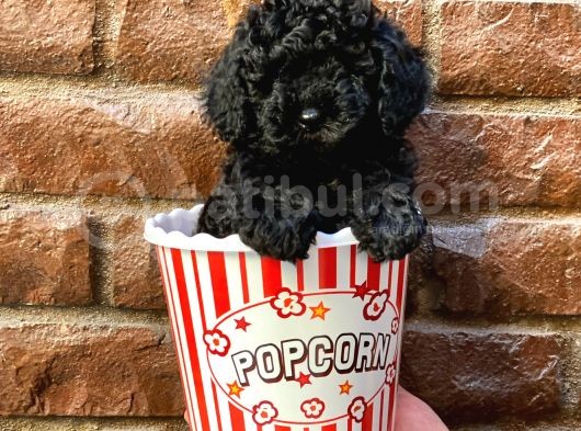 Siyah Black Dişi Toy Poodle Yavrularımız görsel