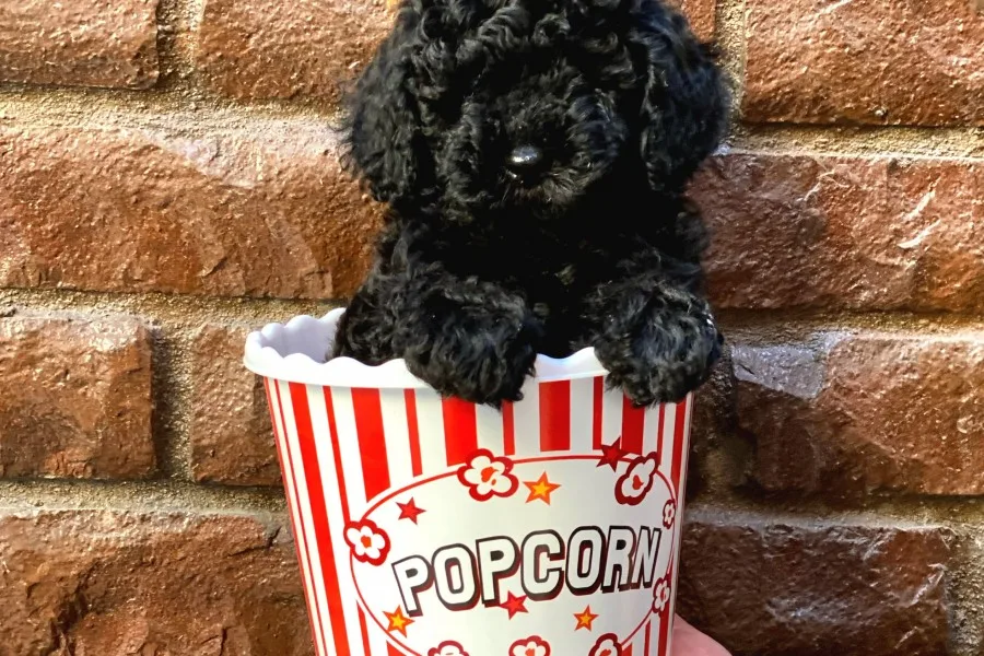 Siyah Black Dişi Toy Poodle Yavrularımız
