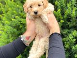 Toy Poodle Apricot Yavrularımız