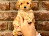 Safkan Apricot Toy Poodle Yavrularımız