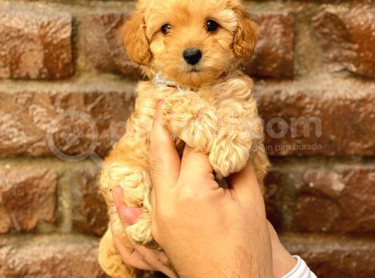 Safkan Apricot Toy Poodle Yavrularımız görsel