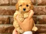 Safkan Apricot Toy Poodle Yavrularımız