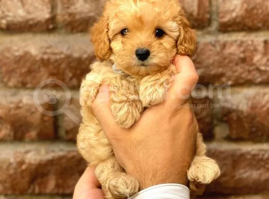 Safkan Apricot Toy Poodle Yavrularımız