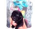 3 Adet Pug Mops Yavru