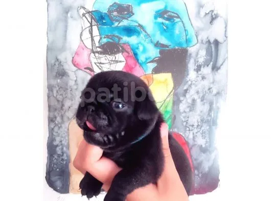 3 Adet Pug Mops Yavru