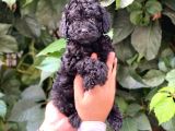 Black Siyah Dişi Toy Poodle Yavrularımız