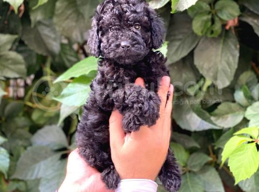 Black Siyah Dişi Toy Poodle Yavrularımız görsel