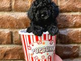 Siyah Black Dişi Toy Poodle Yavrularımız
