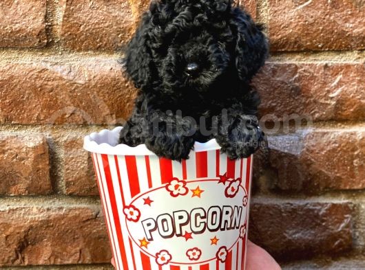 Siyah Black Dişi Toy Poodle Yavrularımız görsel