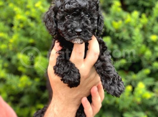 Siyah Black Dişi Toy Poodle Bebeğimiz görsel