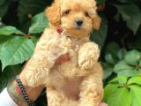 Sevimli Toy Poodle Apricot Yavrularımız