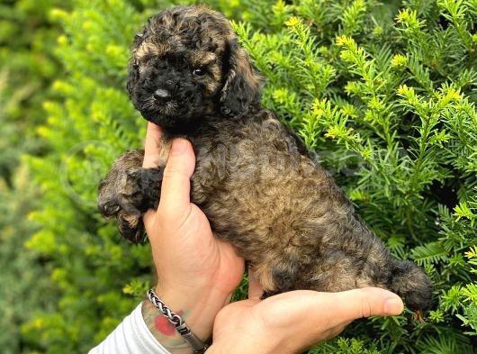 Özel Renk Phantom Toy Poodle Yavrularım görsel