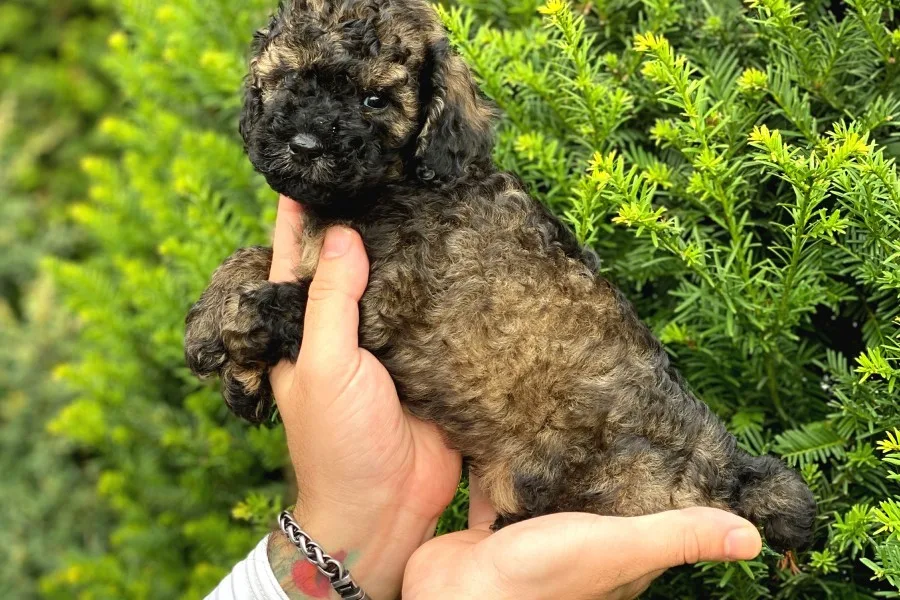 Özel Renk Phantom Toy Poodle Yavrularım